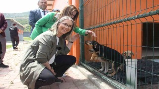 AK Partili Çankırıdan sokak hayvanları için İzmire 2 müjde