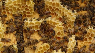 Akademik arılar, üretime başladı