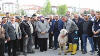 Akyurtta çiftçilere damızlık koç desteği