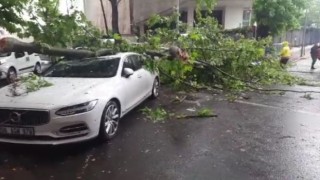 Ankarada 3 aracın üzerine ağaç devrildi