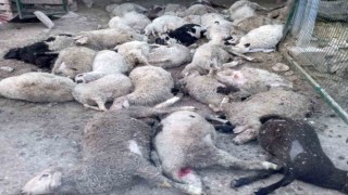 Ankarada sokak köpekleri saldırısı: 40 kuzu telef oldu