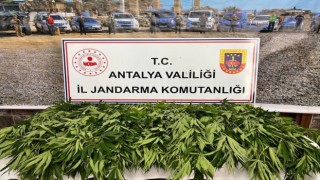Antalyada 268 kök kenevir ele geçirildi