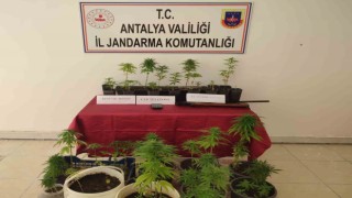 Antalyada 92 kök hint keneviri ele geçirildi
