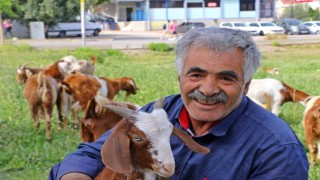 Antalyanın lüks keçileri, turistleri ve vatandaşları hayran bırakıyor