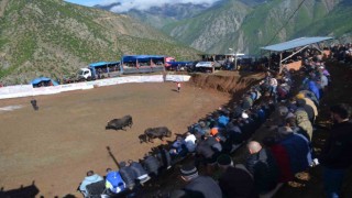 Artvinde boğa güreşleri festivalleri başladı