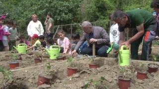 Ata tohumu fideler Üsküdarda toprakla buluştu
