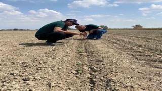 Aydında ‘beyaz altın için sahaya indiler
