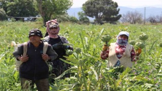 Aydında enginar hasadında sona yaklaşıldı