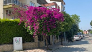 Aydında yaz aylarının gelmesi ile sokaklar renklendi