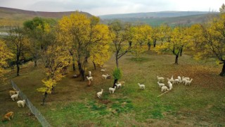 Azerbaycan, Türk turistlerin tatil rotası oldu