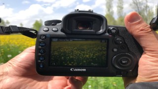 Baharın gelmesiyle birlikte tarlalarda açan kanolalar görsel şölen oluşturdu