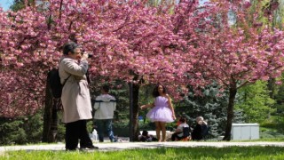Baharın müjdeleyicisi “sakura ağaçları”ndan görsel şölen