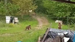 Bahçesine giren ayıları böyle kovdu
