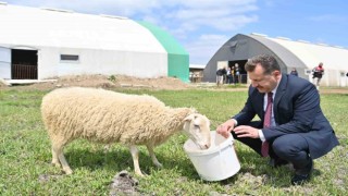 Balıkesir hayvancılığın en iyisi olma yolunda