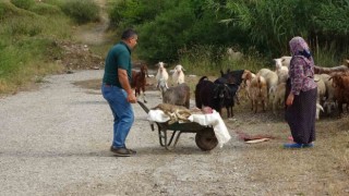 Başıboş pitbullar koyun ağılına saldırdı