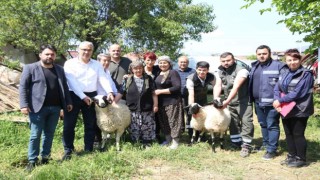 Başkan Çerçioğlundan koyunları telef olan üretici kadına destek