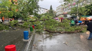 Başkentte fırtına ağaçları devirdi, yol kapandı