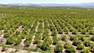 Baskilde kayısı ağaçları boş kaldı, rekolte yüzde 80 düştü