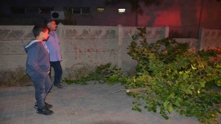 Batmanda sokağa devrilen ağaç itfaiye ekipleri tarafından kaldırıldı
