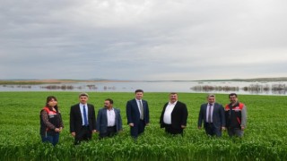 Beylikova ayçiçeğinde zirveye oynuyor