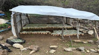 Bingölde 3 bin 340 kök kenevir ele geçirildi