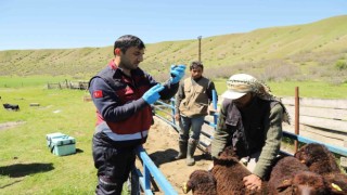 Bingölde küçükbaş hayvanlar aşılanıyor