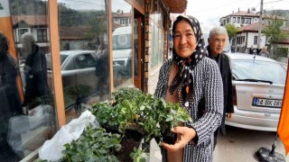 Boluda 10 bin fideye yoğun talep