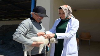 Bozüyükte ücretsiz kuduz aşısı kampanyası