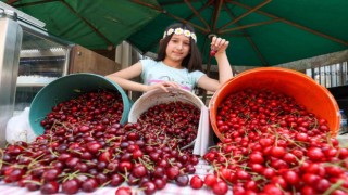 Bucada Kiraz Festivali için hazırlıklar tamam