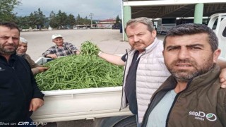 Bursada nazende fasulye çıktı