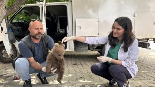 Bursada sevimli ayı yavrusu bulundu