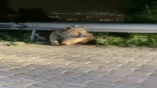 Bursada yabani hayvanlar şehir merkezinde