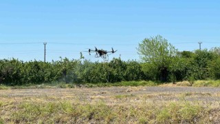 Çeltikler Düzcede dron ile dikilecek