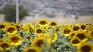 Çiftçilerin hesaplarına destek ödemeleri yatırılmaya başlandı