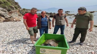 Çocuklar sahile vuran kaplumbağa için seferber oldu