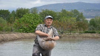 Coğrafi işaretli Tosya pirincinin zorlu ekim mesaisi başladı