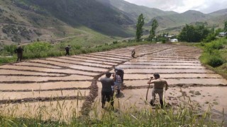 Çukurcada imece usulü çeltik ekimi başladı