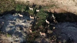 Dağda gezerken sürü halinde karşısına çıktılar, aklına ilk dron geldi