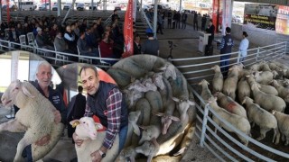 Damızlık koçlar sahiplerini buldu