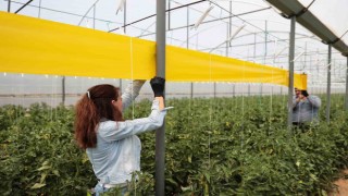 Denizlili üreticilere haşerelerle mücadele desteği sürüyor