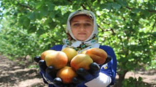 Depremin vurduğu Hatayda kayısı hasadı başladı