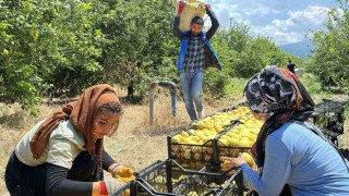 Depremzede Arsuzlu çiftçilerin limonları dalında kalmadı
