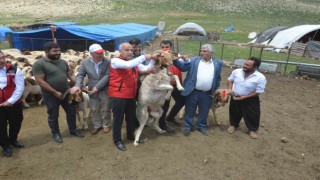 Depremzede yetiştiricilere karşılıksız 43 bin 618 hayvanın dağıtımı başladı