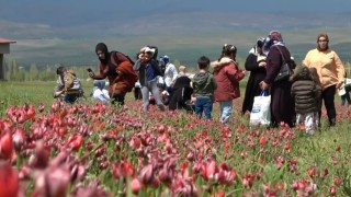 Depremzedeler lale tarlasında depremin olumsuzluklarını unutuyor