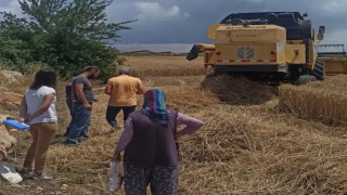 Didimde hububat ekili araziler denetlendi