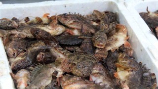 Dışı zehirli, içi lezzetli iskorpit balığı tezgahlarda