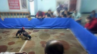 Diyarbakırda dernekte horoz dövüşü baskını: 117 bin lira para cezası kesildi