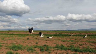 Doğada sürü halinde gezen leylekler dikkat çekti