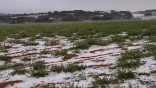 Dolu yağışı üzüm bağlarını vurdu