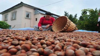 Düzceden ilk çeyrekte bin 175 ton fındık ihraç edildi